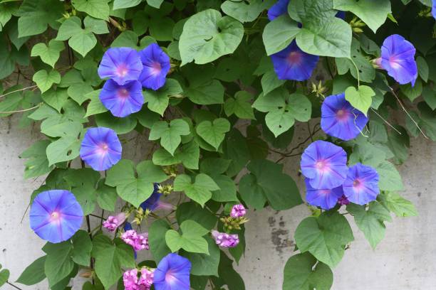 Ipomoea indica / Oceanblue morning glory Ipomoea indica is a species of flowering plant in the family Convolvulaceae, known by several common names, including Blue morning glory, Oceanblue morning glory, Koali awa, and Blue dawn flower. morning glory photos stock pictures, royalty-free photos & images