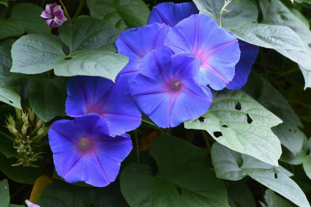 istock Ipomoea indica / Oceanblue morning glory 1256564833