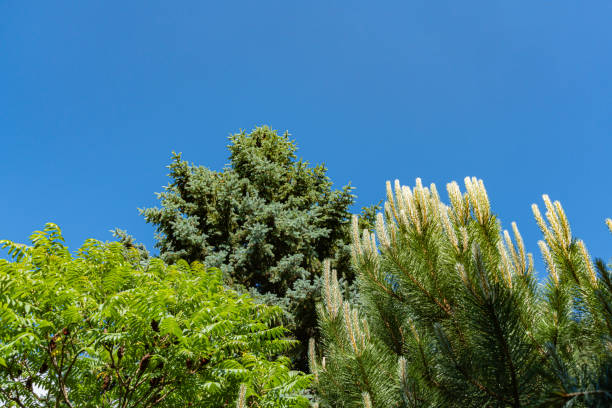 árvore de natal azul luxuosa cercada por rhus typhina (staghorn sumac) e pinus nigra, ou pinheiro austríaco contra o céu azul. jardim paisagístico evergreen. conceito de natureza para design. projeto do parque. - evergreen magnolia - fotografias e filmes do acervo