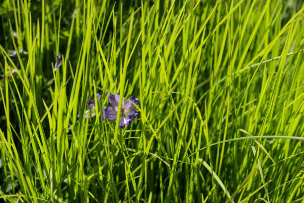 uma flor roxa espreita pela longa grama verde. - long grass uncultivated plant stage plant condition - fotografias e filmes do acervo