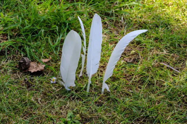Photo of Four white feathers standing straight up from the ground. The feathers have been stuck straight into the grass by their nibs.