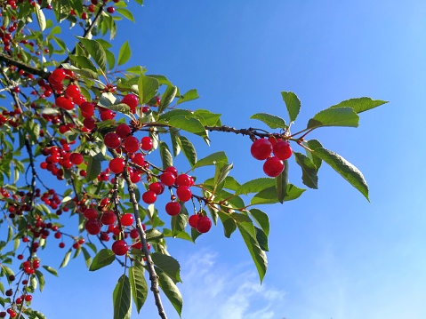 Colorful and elegant summer image of organic shiny red berries illuminated by sun. Red and green and  blue background