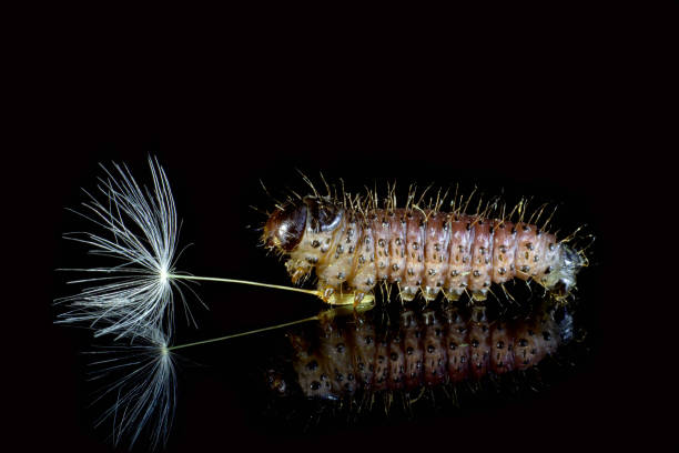 istock Macrophotography. Caterpillar and dandelion on a black background with reflection. 1256566160