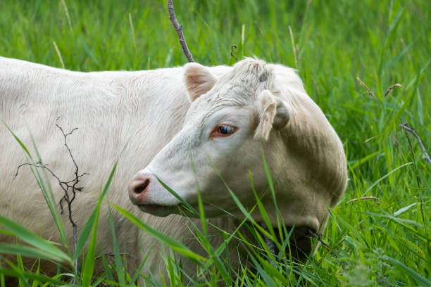 istock Beautiful cow posing in green meadow 1256566914