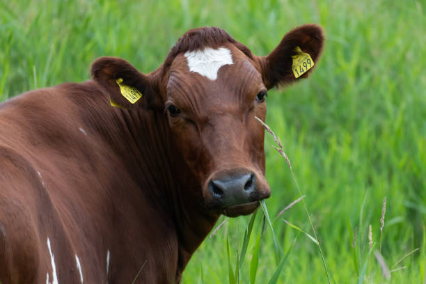 istock Beautiful cow posing in green meadow 1256566964