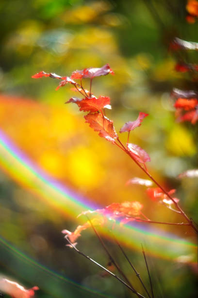 branch with red leaves on a blurry background and rainbow flare