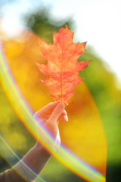 istock hand holds a red autumn leaf on a background of rainbow glare 1256567010