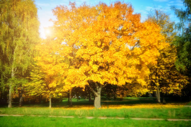 istock large tree with yellow leaves on a blurred background. Autumn landscape 1256567031