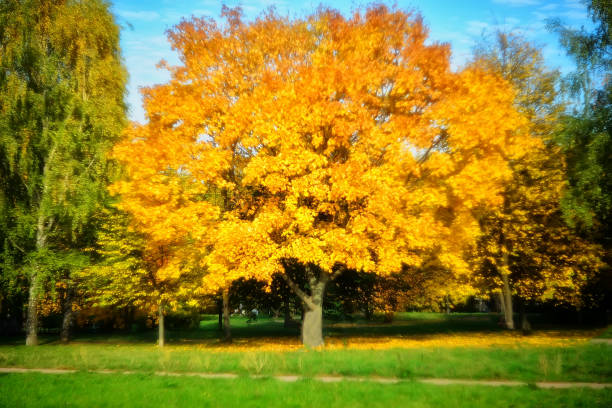 istock large tree with yellow leaves on a blurred background. Autumn landscape 1256567035