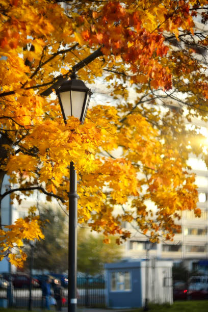 Blurred background of autumn trees