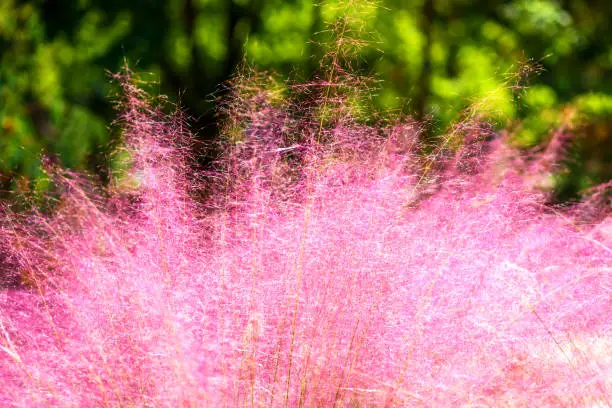 Pink Muhly Grass. Beautiful pink Muhlenbergia capillaries. Summer, autumn colors.