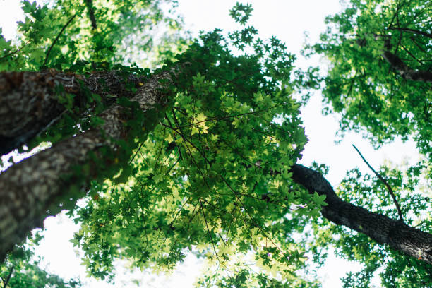 Healthy green trees in mountainous forest
