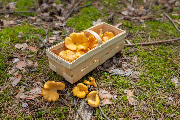 istock basket with chanterelle mushrooms on the woods 1256572864