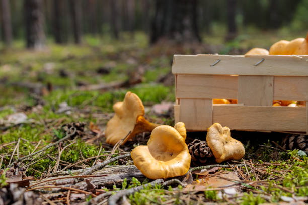 istock box with chanterelle mushrooms on the forest floor with moss and pine cones 1256572912