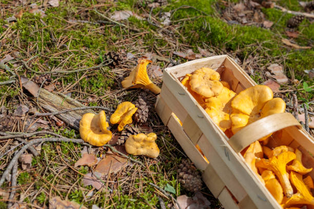 istock basket with orange mushrooms on the forest floor with moss and pine cones 1256573474