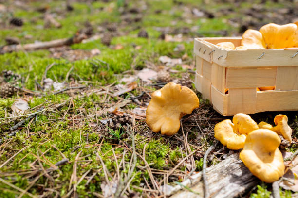 istock hamper with chanterelle mushrooms on the forest floor with moss and pine cones 1256573584
