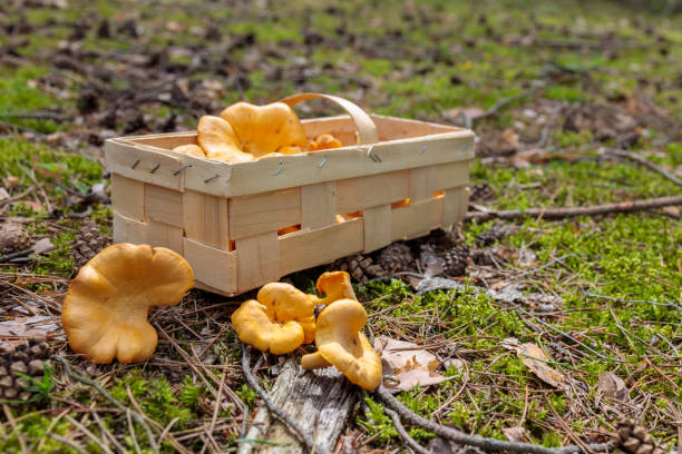 istock basket with chanterelle mushrooms on the forest floor after successful mushroom picking 1256573597