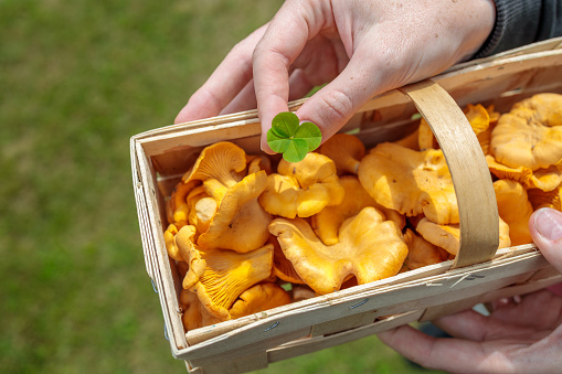 Woman holding basket full of orange chanterelles and a four-leaf clover after successful mushroom picking in the forest.\n\nChanterelle is the common name of several species of fungi in the genera Cantharellus, Craterellus, Gomphus, and Polyozellus. They are among the most popular of wild edible mushrooms. They are orange, yellow or white, meaty and funnel-shaped.