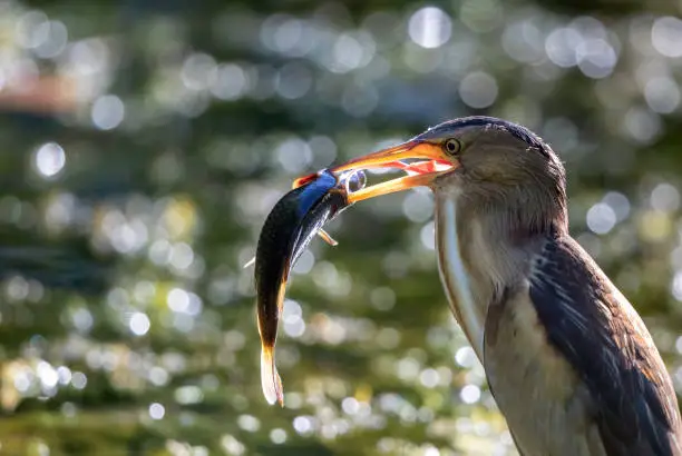 Photo of Female little bittern