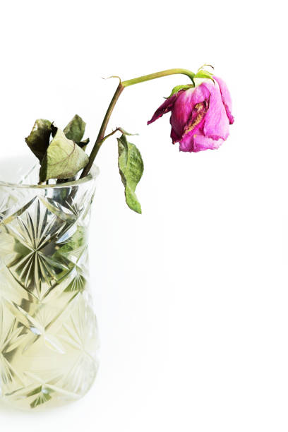 Withered rose in a crystal vase on a white isolated background. A break up.