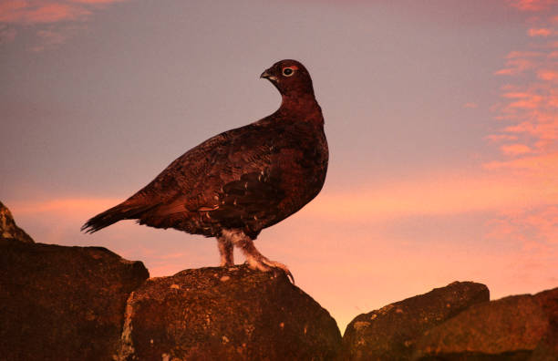 Red Grouse Lagopus lagopus on a dry stone wall at sunrise, North Yorkshire, United Kingdom