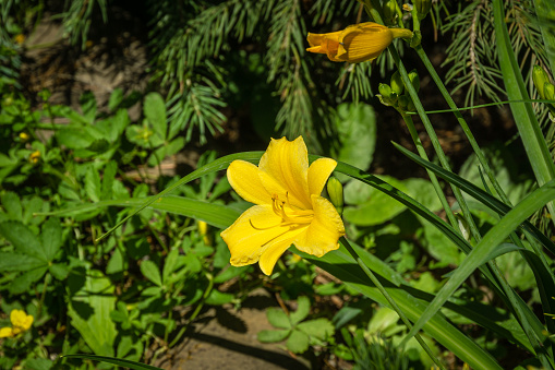 Close-up of bright yellow-orange daylily Hemerocallis hybrida Stella de Oro on green leaves background in spring garden. Selective focus. There is place for text