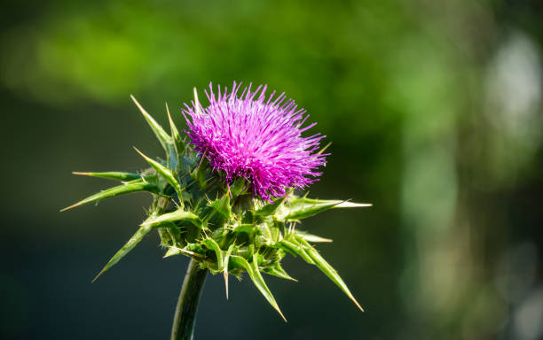 rosa blühende distel cardus marianus oder saint mary distel (silybum marianum)auf hintergrund von verschwommenen grüns. mariendistel ist wertvolle pflanze für medizinische zwecke verwendet. selektiver fokus nahaufnahme - purple thistle stock-fotos und bilder