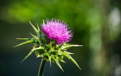 Pink flowering thistle Cardus marianus or Saint Mary's thistle (Silybum marianum)on background of blurred greens. Milk thistle is valuable plant used for medicinal purposes. Selective focus close-up