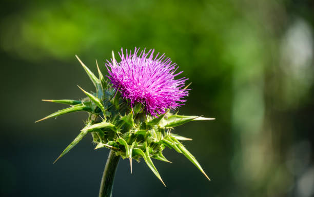 Pink flowering thistle Cardus marianus or Saint Mary's thistle (Silybum marianum)on background of blurred greens. Milk thistle is valuable plant used for medicinal purposes. Selective focus close-up Pink flowering thistle Cardus marianus or Saint Mary's thistle (Silybum marianum)on background of blurred greens. Milk thistle is valuable plant used for medicinal purposes. Selective focus close-up thistle stock pictures, royalty-free photos & images