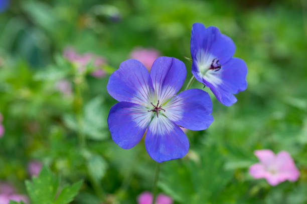 geranium rozanne in flower in a garden in summer, england, united kingdom - geranium imagens e fotografias de stock