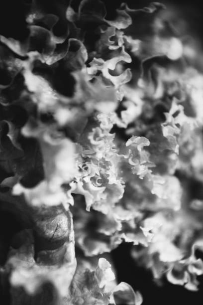 istock fresh greens in a black and white photo 1256583064
