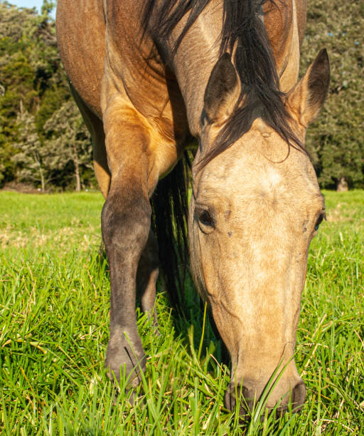 istock Horses in field 1256583720