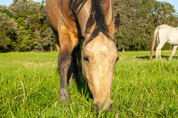 istock Horses in field 1256583746