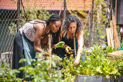 Young African and mature Hispanic female gardeners bending over planter to examine growth in urban rooftop garden.