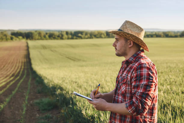 istock Young farmer examining his wheat and corn filed 1256584624
