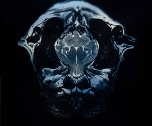 Making a diagnosis An image presenting an MRI scan of a dog's head. animal brain stock pictures, royalty-free photos & images