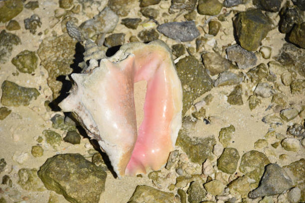 bahamas- mayaguana- close up of a pink queen conch shell - remote shell snail isolated fotografías e imágenes de stock