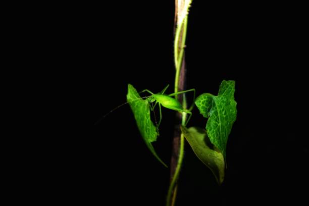 wet Katydid with reflection