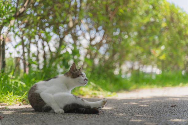 Cat relaxing in the shade of a tree on the walkway