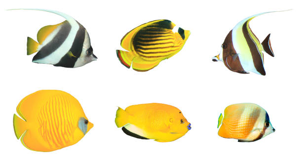 poissons de récif isolés sur le fond blanc - poisson papillon à collier blanc photos photos et images de collection