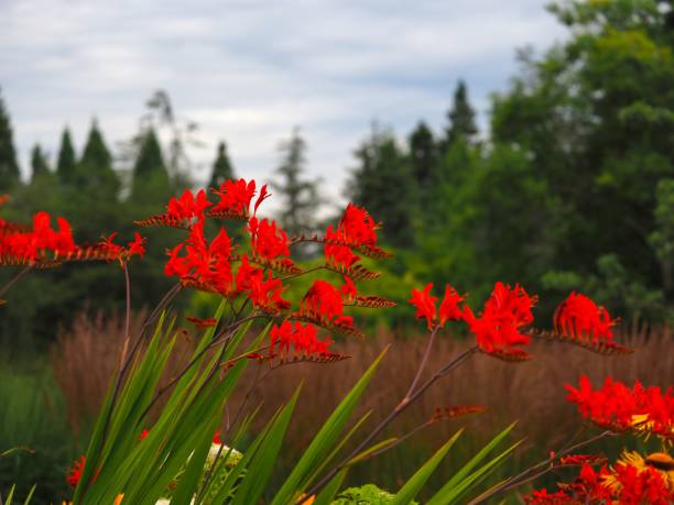 istock Summer flowers and plants 1256587498