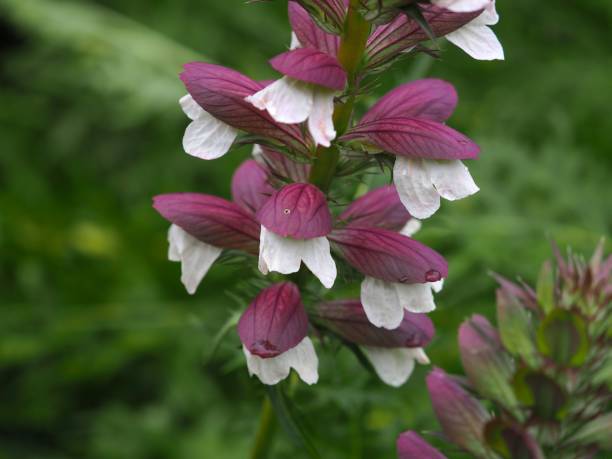 istock Summer flowers and plants 1256587509