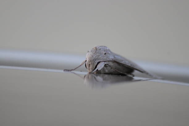 Moth Grey Moth insect. anthropoda stock pictures, royalty-free photos & images