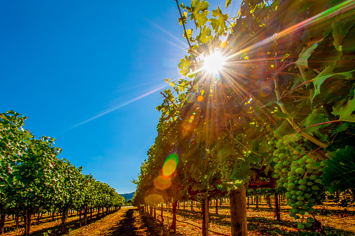 Vineyard with green grapes and sunburst.
