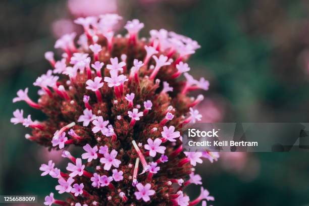Flower Pink Stock Photo - Download Image Now - Close-up, Flower, Horizontal