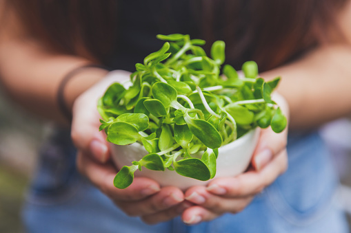 Close up a cup of organic green sunflower sprout in woman hands,  sunflower sprouts contain high amounts of vitamin E. Vitamin C and selenium and more benefit for healthy