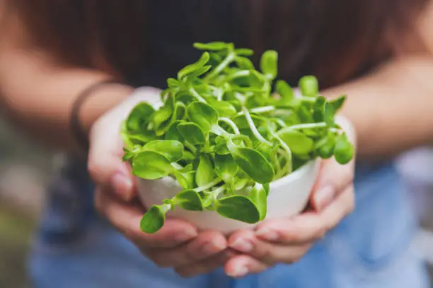 Photo of Close up a cup of organic green sunflower sprout in woman hands,  sunflower sprouts contain high amounts of vitamin E. Vitamin C and selenium and more benefit for life