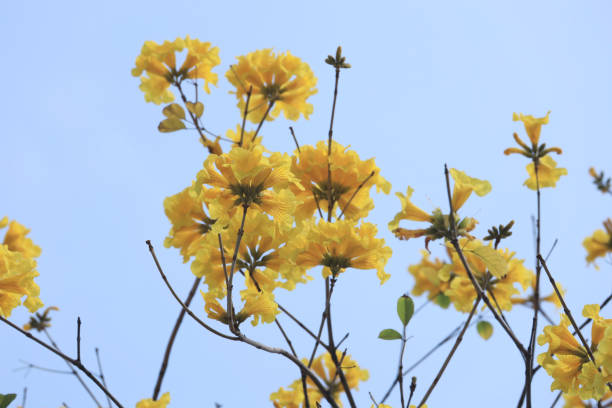 istock Beautiful Tabebuia chrysantha blossom on tree blue sky 1256590514