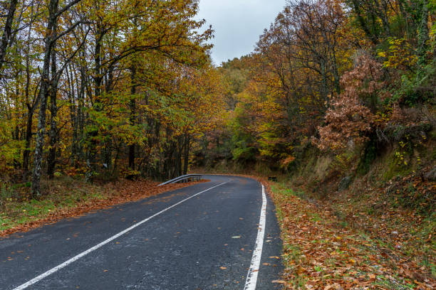 The trees on the road under the clouded sky during autumn