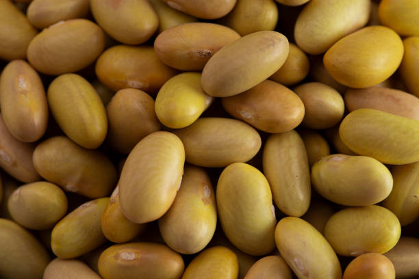 istock A Background of Dry Mayocoba Beans 1256592948